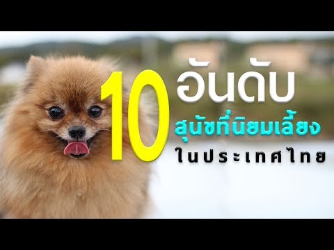 10 อันดับ สุนัข ที่ นิยม เลี้ยงในไทย