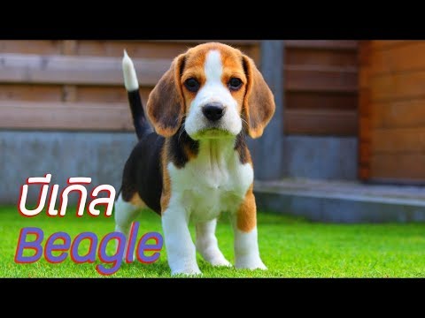 ประวัติ ความเป็นมา สิ่งที่น่าสนใจเกี่ยวกับ บิเกีล Beagle [Dog Profile]